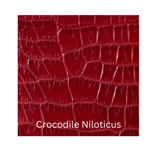 Crocodile Niloticus
