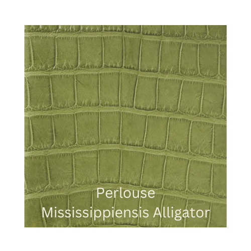 Perlouse Mississipiensis Alligator