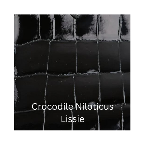 Crocodile Niloticus Lissie
