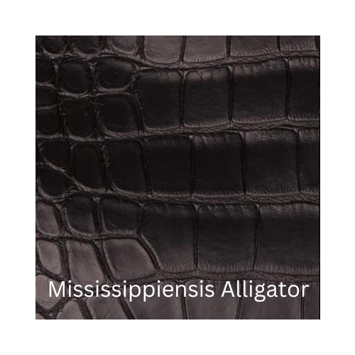 Mississippiensis Alligator