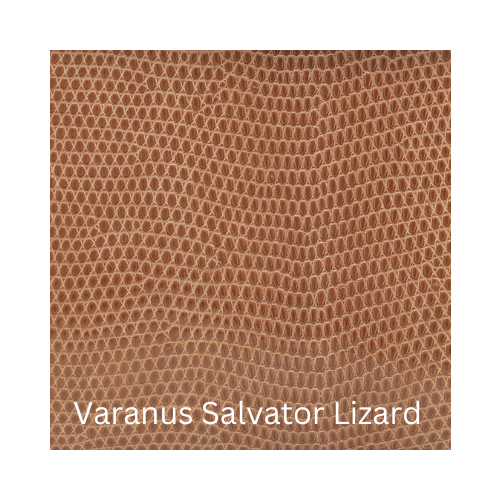 Varanous Salvator Lizard