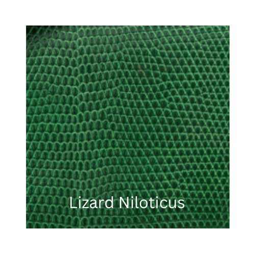 Lizard Niloticus